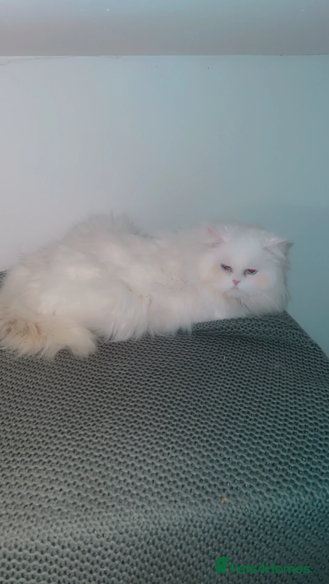 Persian cats for stud: Stunning blue eye very fluffy persion stud only - Advert 3