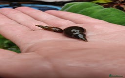 Snails invertebrates for sale: Pond Snails - Image 2