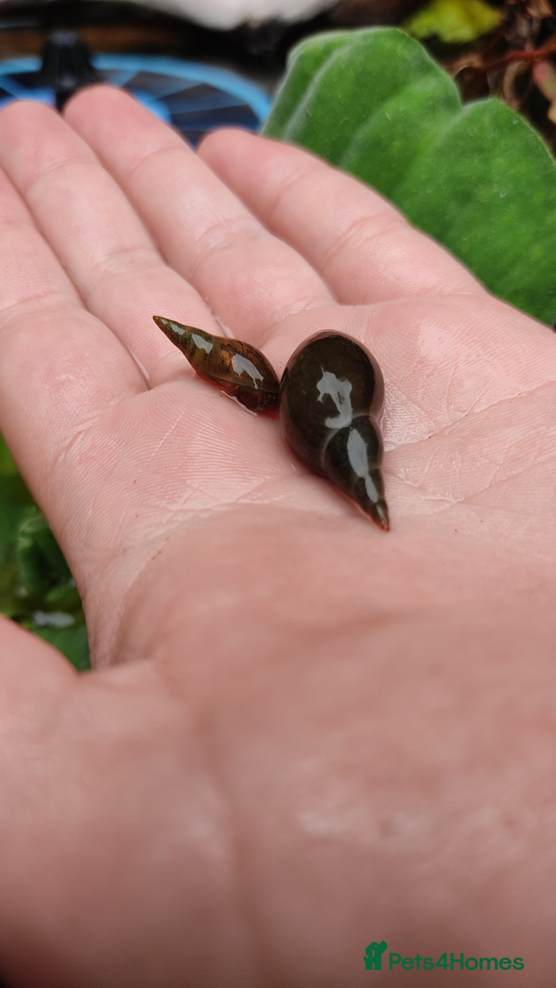 Snails invertebrates for sale: Pond Snails - Image 2