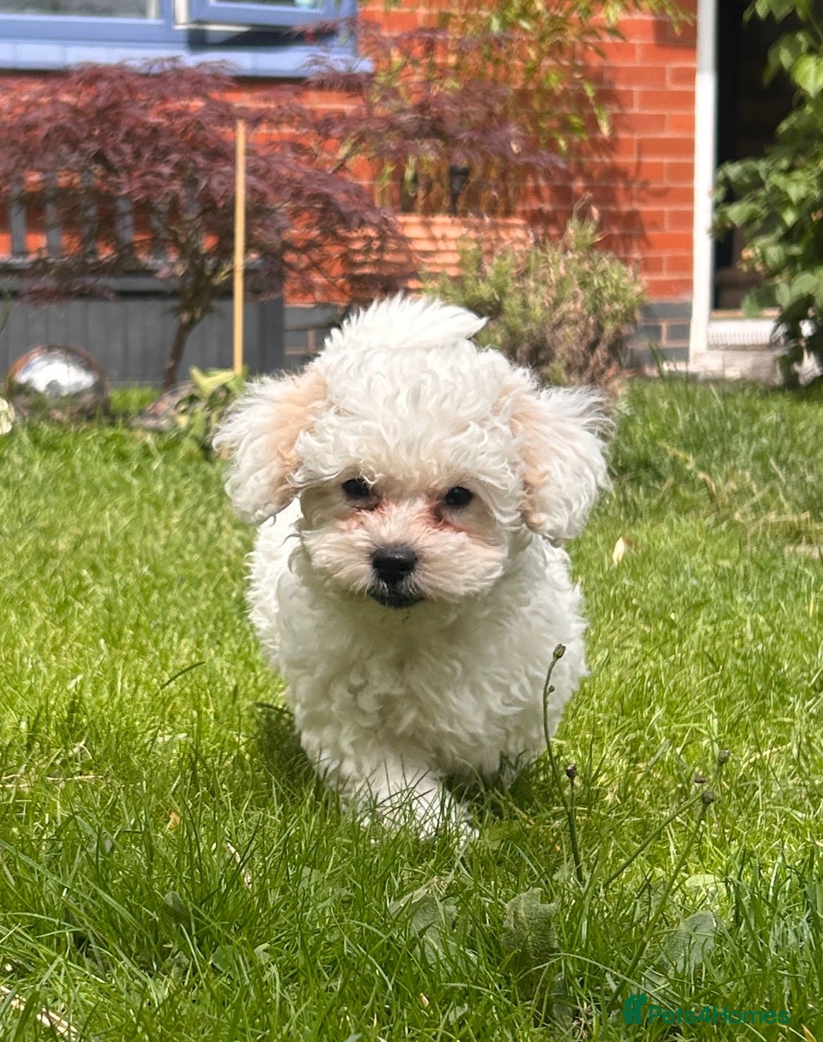 Shihpoo dogs ❤️2 Beautiful Shihpoo Boys 🐶 ❤️ - Advert 1