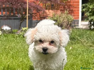 Shihpoo dogs ❤️2 Beautiful Shihpoo Boys 🐶 ❤️ - Advert 1