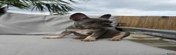 French Bulldog dogs for sale: Female French bulldog in Middlesbrough - Advert 1