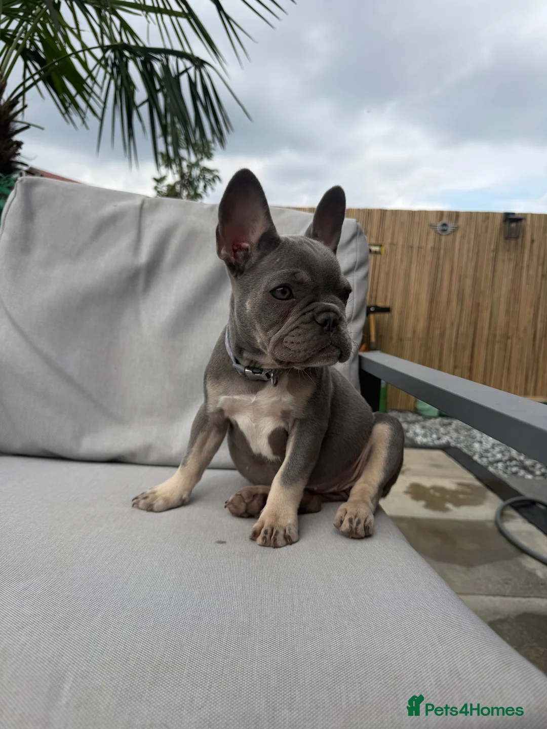 French Bulldog dogs for sale: Female French bulldog in Middlesbrough - Advert 1