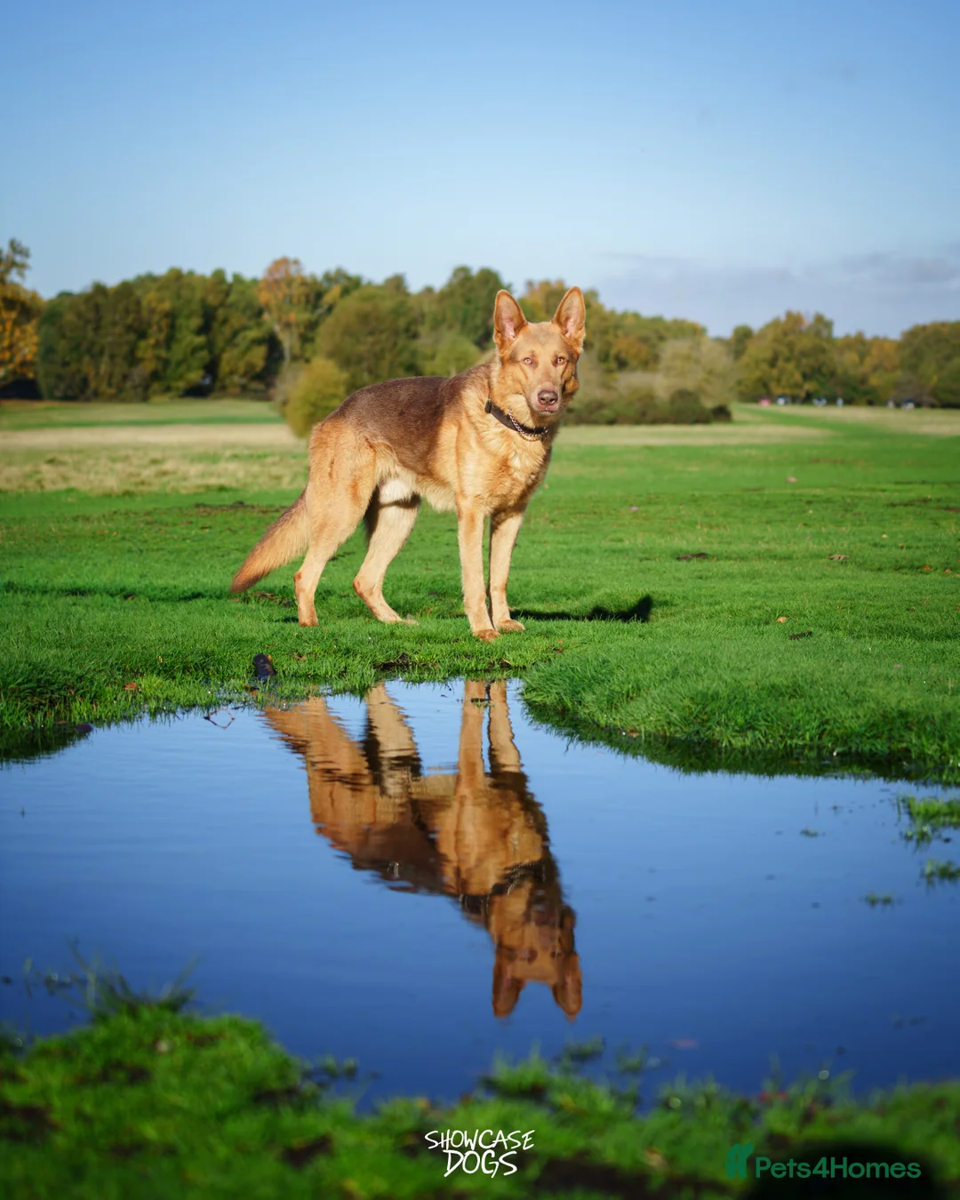 German Shepherd dogs for sale: KC Registered Working Line German Shepherd Puppies - Advert 10