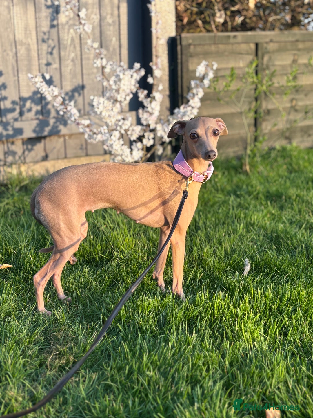 Italian Greyhound dogs for sale: Exceptional Italian Greyhound Puppies - Advert 2