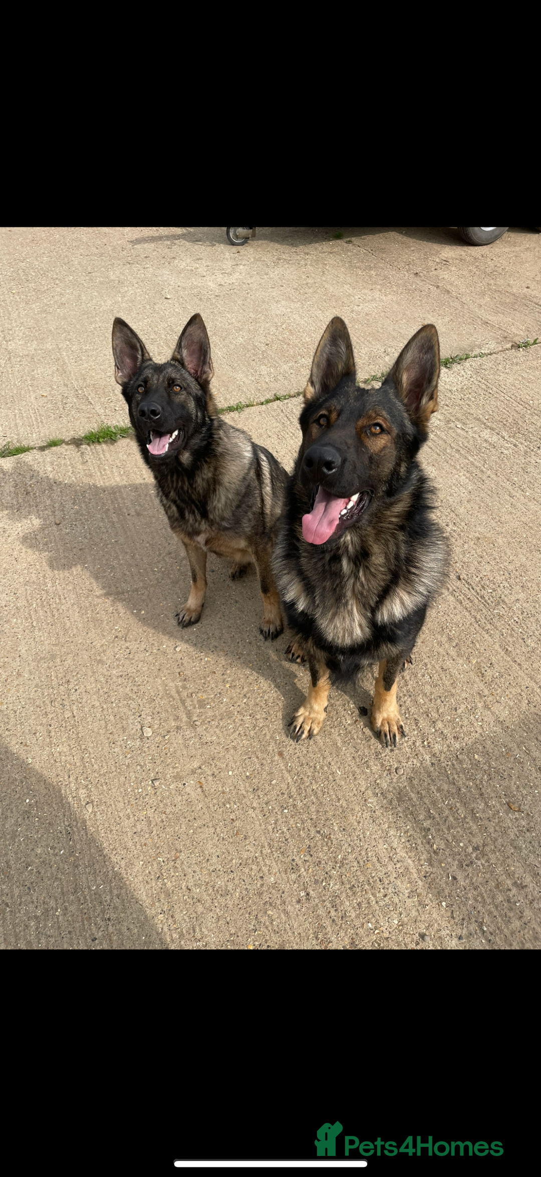 German Shepherd dogs for sale: Beautiful kc reg working line German shepherds  - Advert 15