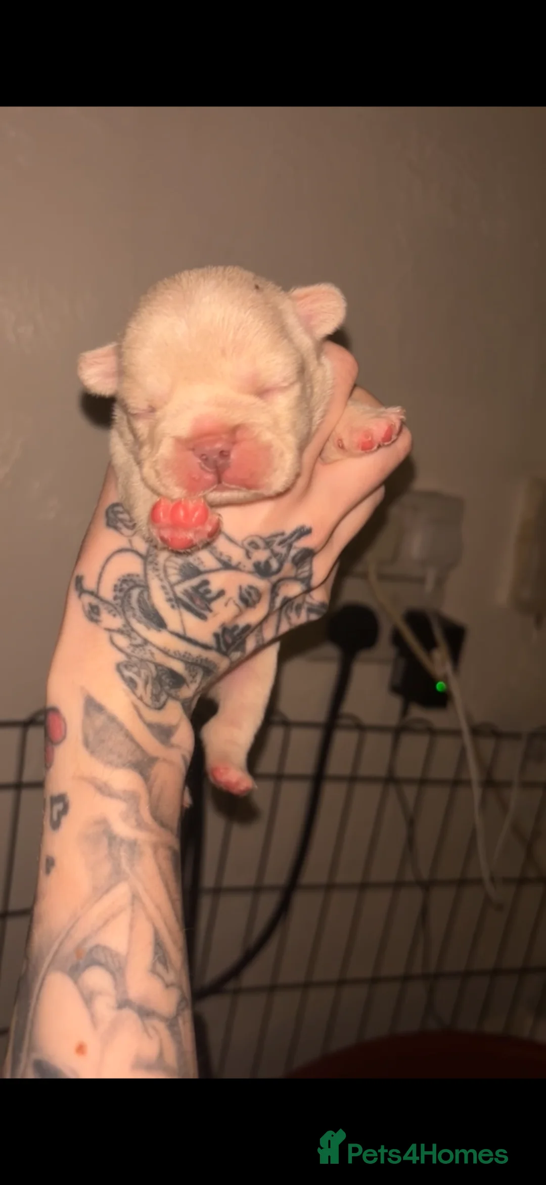 French Bulldog dogs for sale: REDUCED! READY NOW❤️french bulldog pups - Advert 20