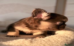 French Bulldog dogs for sale: Beautiful litter off French bulldog puppies  - Image 17