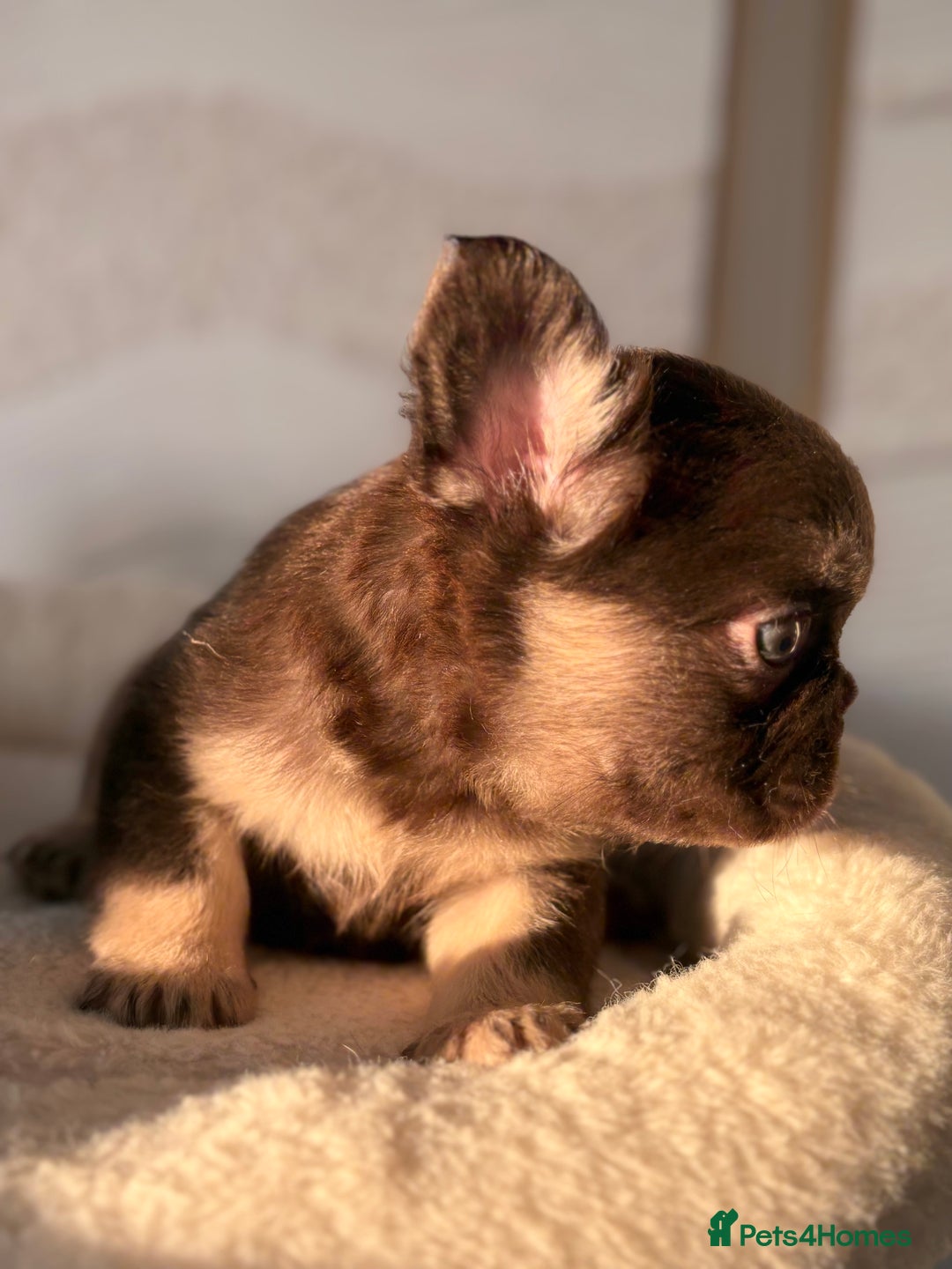French Bulldog dogs for sale: Beautiful litter off French bulldog puppies  - Image 17