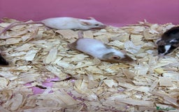 Mouse rodents for sale: Friendly, colourful baby mice  - Image 1