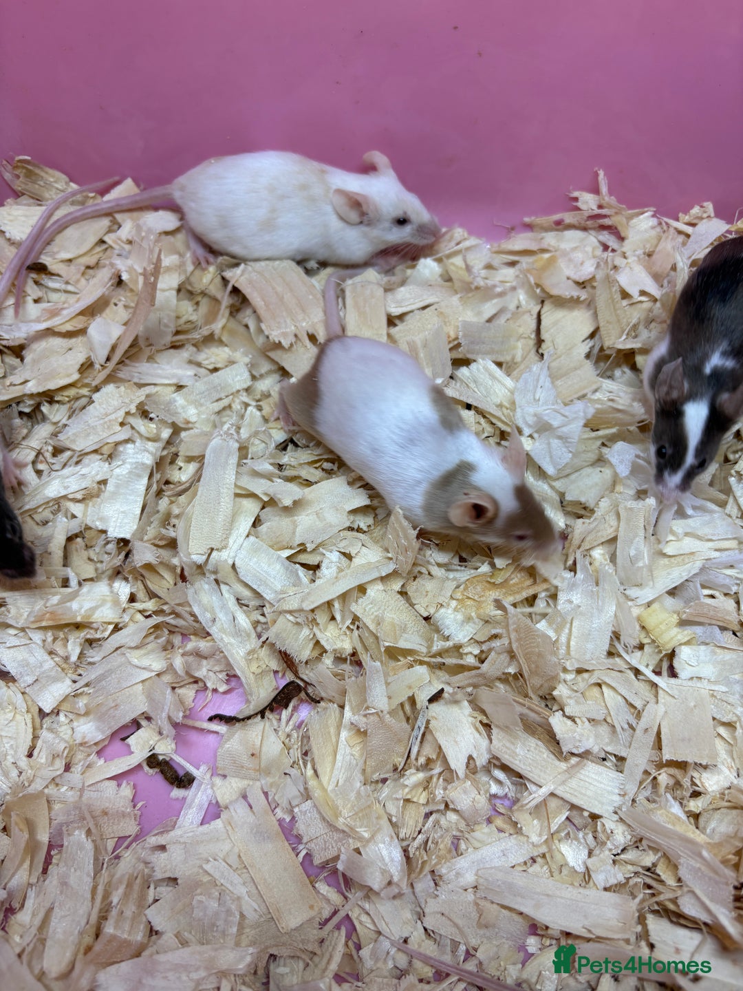 Mouse rodents for sale: Friendly, colourful baby mice  - Image 1