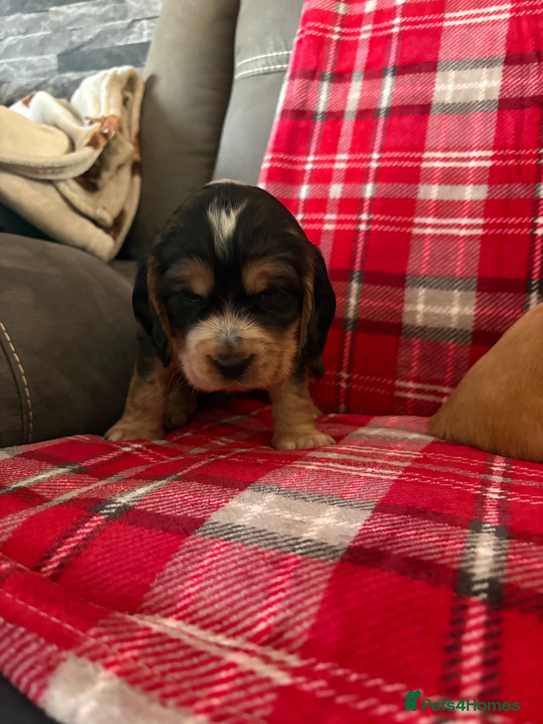 Cocker Spaniel dogs for sale: Show type cocker spaniel pups - Advert 17