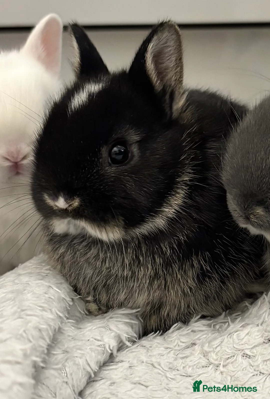 Netherland Dwarf rabbits for sale: Netherland Dwarf Bunnies  - Advert 6