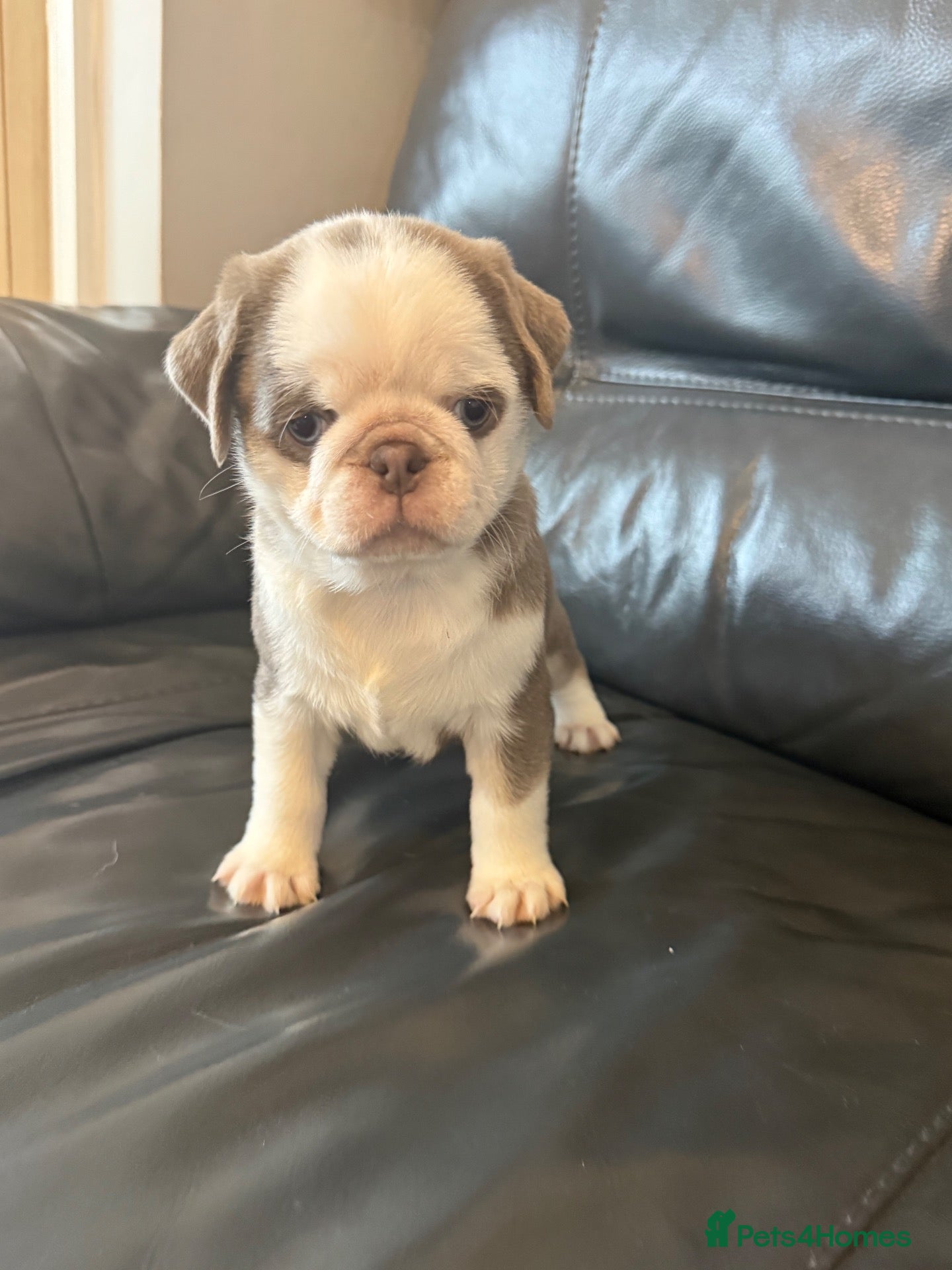 Pug dogs Kc lilac and chocolate pugs 5 star licensed  - Advert 1