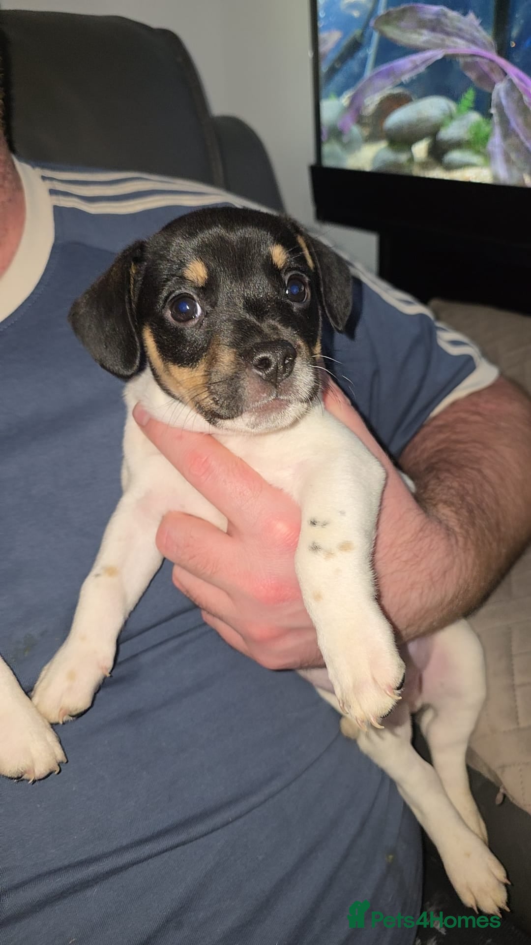 Mixed Breed dogs for sale: Puppies for sale - Advert 2