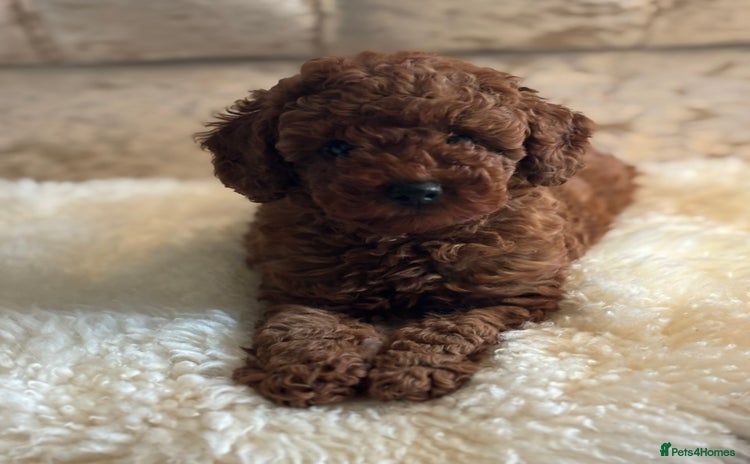 Toy Poodle dogs - Advert 15