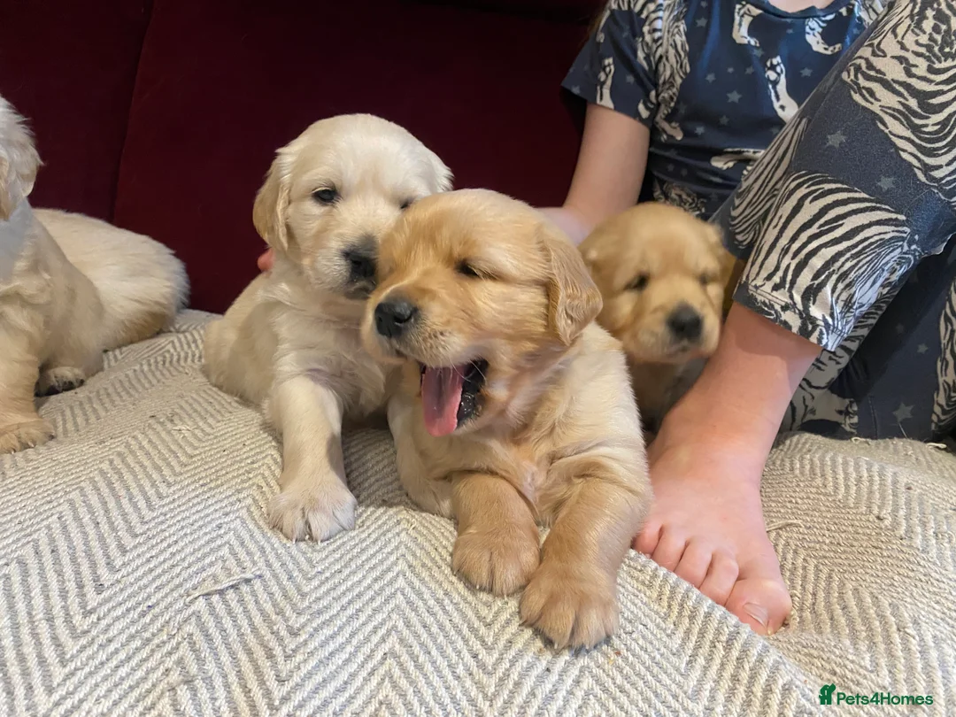 Golden Retriever dogs for sale: Gorgeous Golden Retriever Puppies - Advert 7
