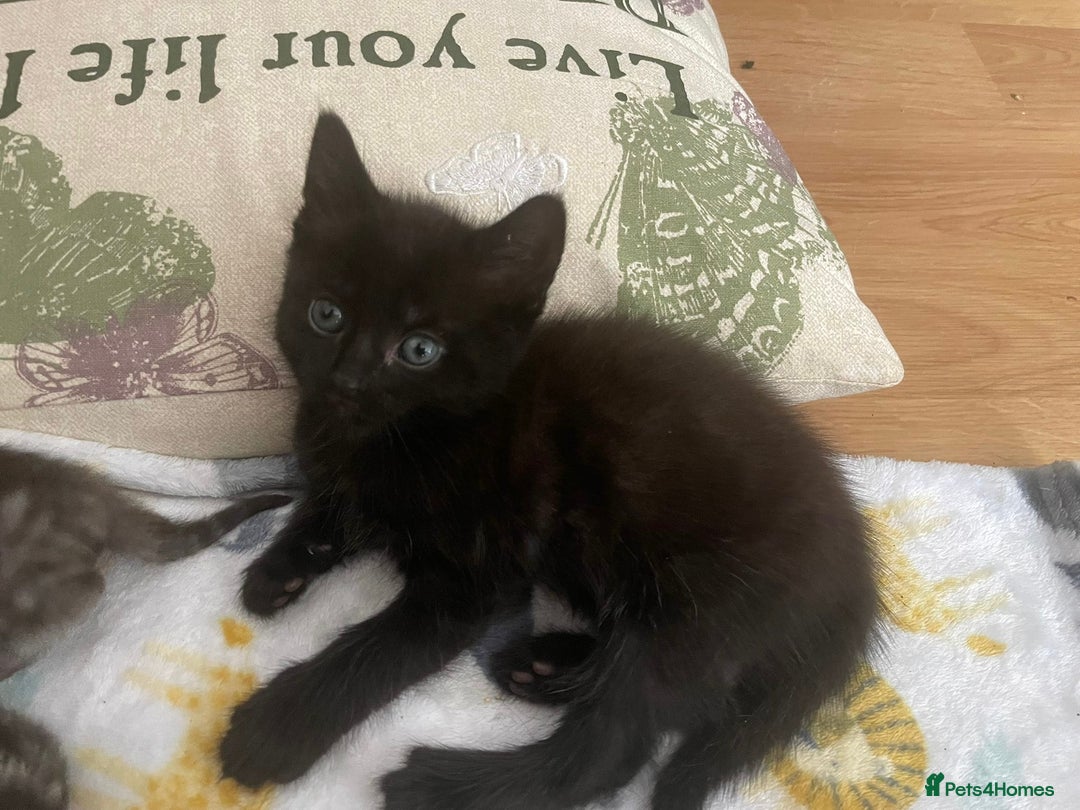 Mixed Breed cats for sale: Mix breed 3 boys 2 girls  - Image 5