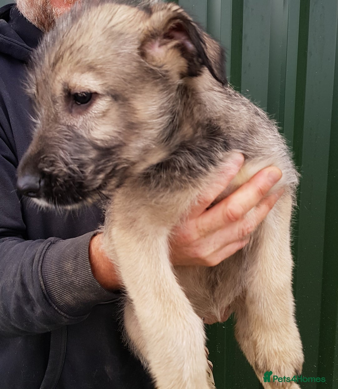Irish Wolfhound dogs for sale: Irish Wolfhound Pups - Advert 7