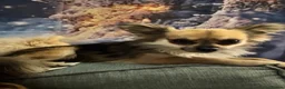 Chihuahua dogs for stud: Proven Chihuahua Stud - Advert 6