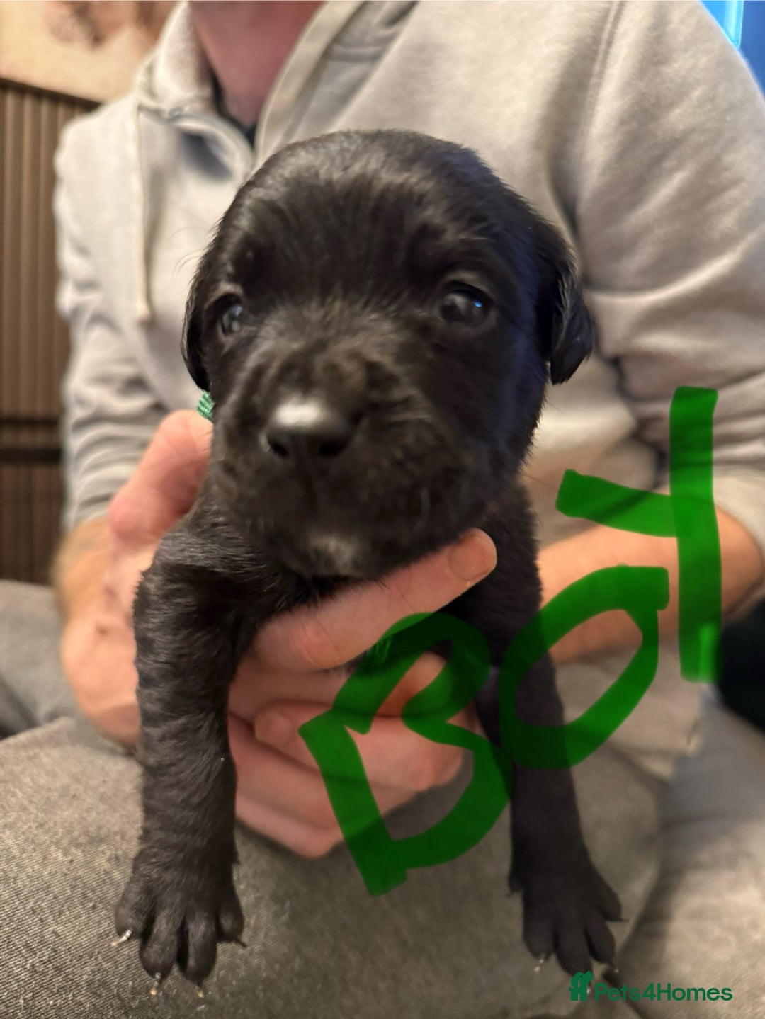 Mixed Breed dogs for sale: Mastador pups - Image 28