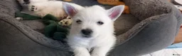 West Highland Terrier dogs for sale: Beautiful west Highland terriers - Advert 5