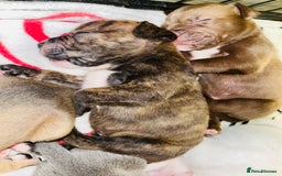 American Bull Staffy dogs for sale: Beautiful American bulldog x staff puppies   - Image 18