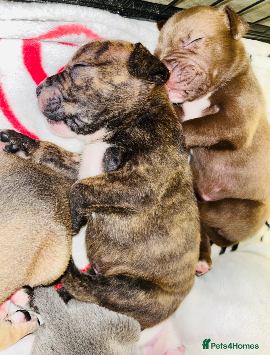 American Bull Staffy dogs for sale: Beautiful American bulldog x staff puppies   - Image 18