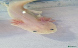 Axolotl reptiles for sale: Axolotls - Image 27