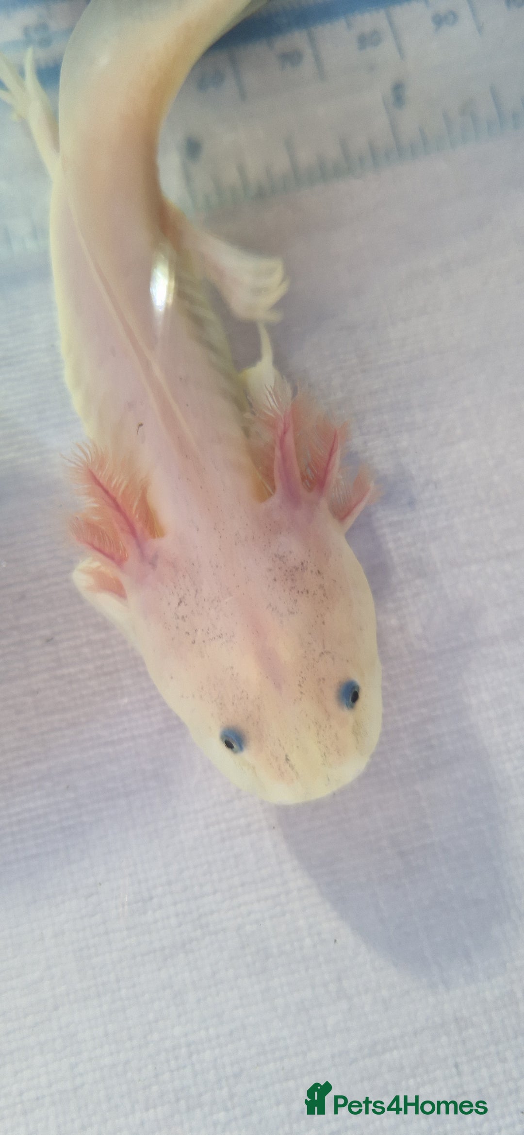 Axolotl reptiles for sale: Axolotls - Image 27