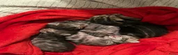 Bengal cats for sale: Beautiful Bengal Kittens – Ready for Loving Homes in Milton Keynes - Advert 8