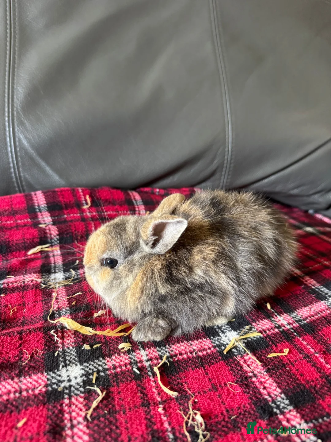 Mini Lop rabbits for sale: Mixed litter mini lops  - Advert 2