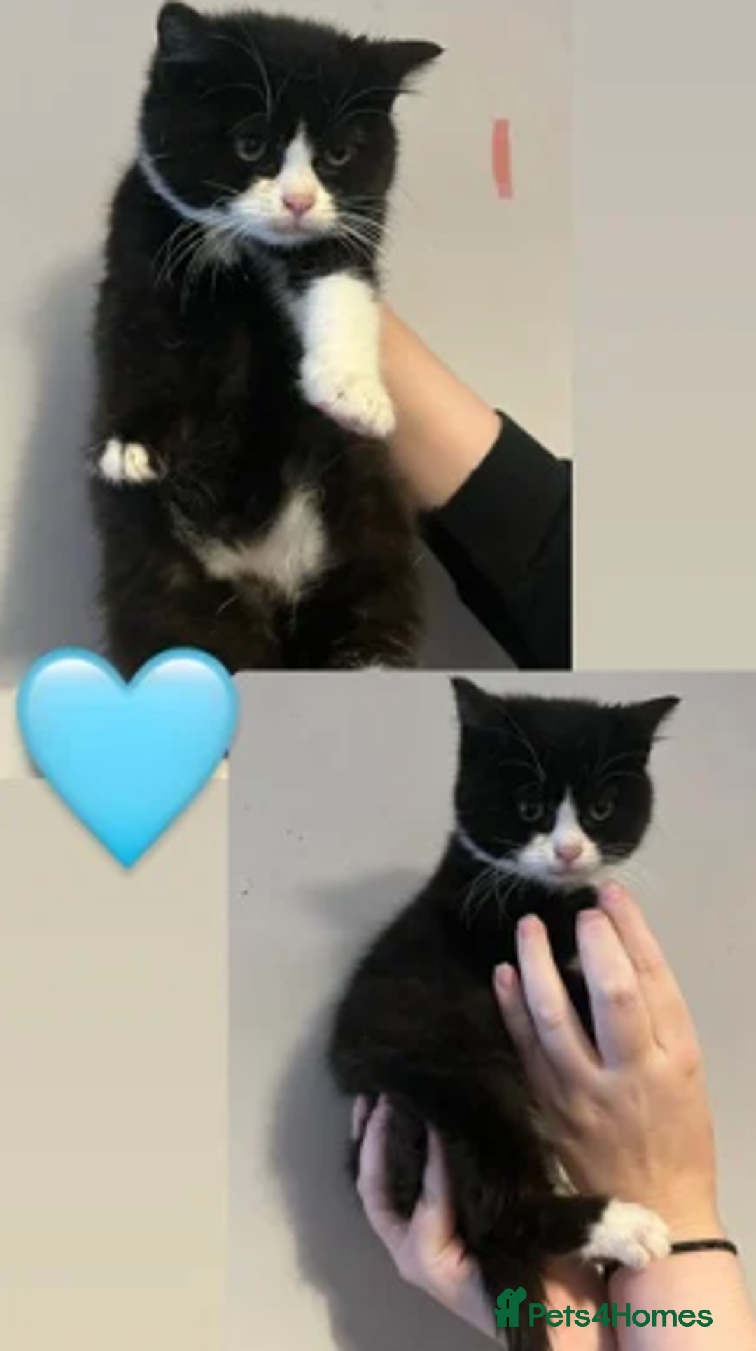 Mixed Breed cats for sale: Gorgeous British shorthair x kittens - Image 3