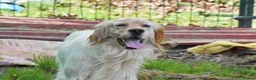 English Setter dogs for adoption: Angus in Newcastle upon Tyne - Advert 5