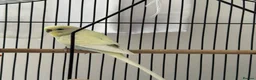 Budgerigars birds for sale: Pair of Beautiful Budgies with Cage and Toy - Advert 6