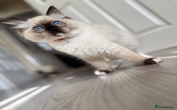 Ragdoll cats for sale: Beautiful Ragdol babies ready to leave  - Image 24
