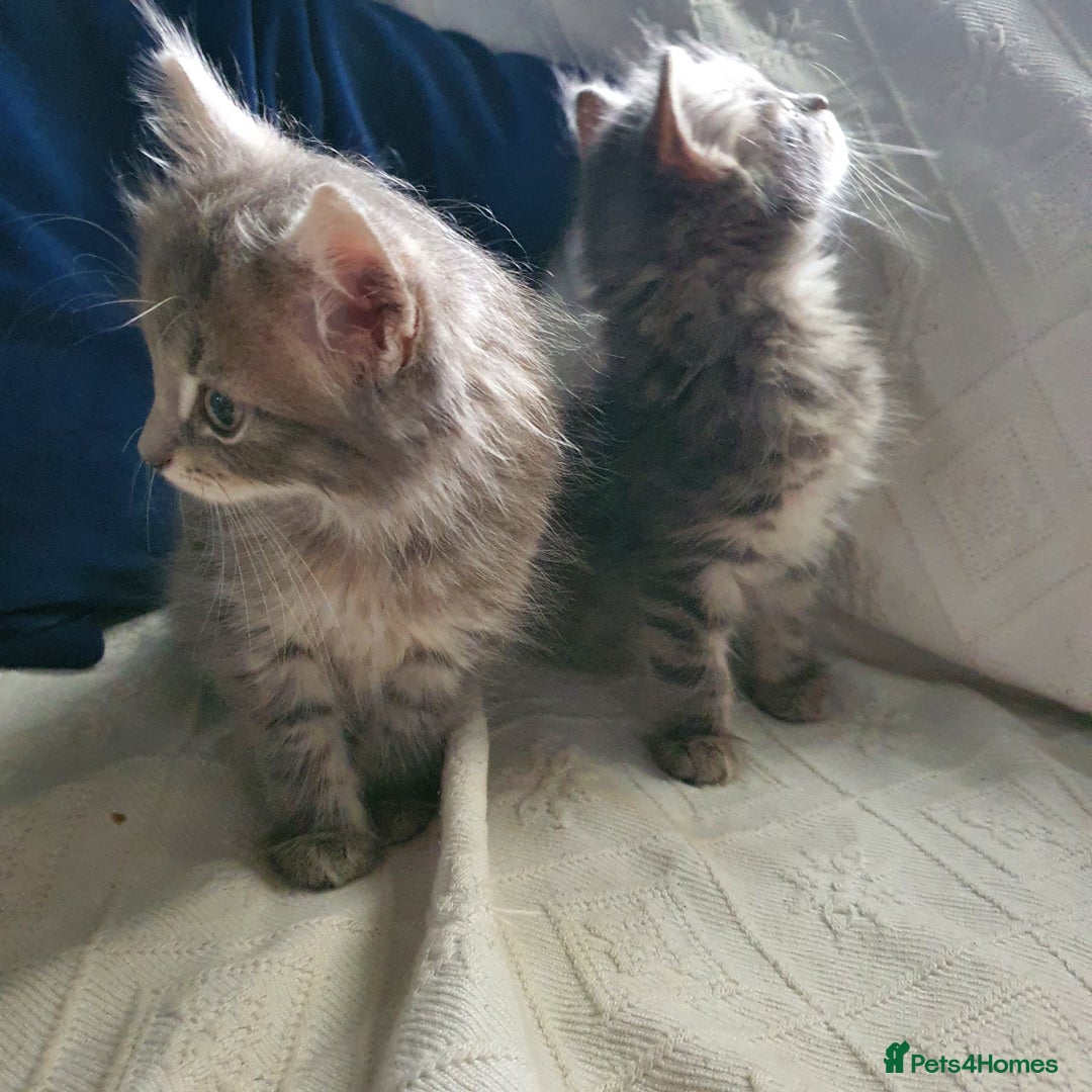 Mixed Breed cats for sale: Six gorgeus kittens  - Image 5
