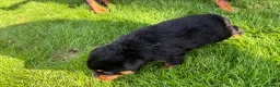 Rottweiler dogs for sale: 🏆🐾 5STAR BREEDERS🐾🏆KC REG girl and boys 💖💙 - Advert 31