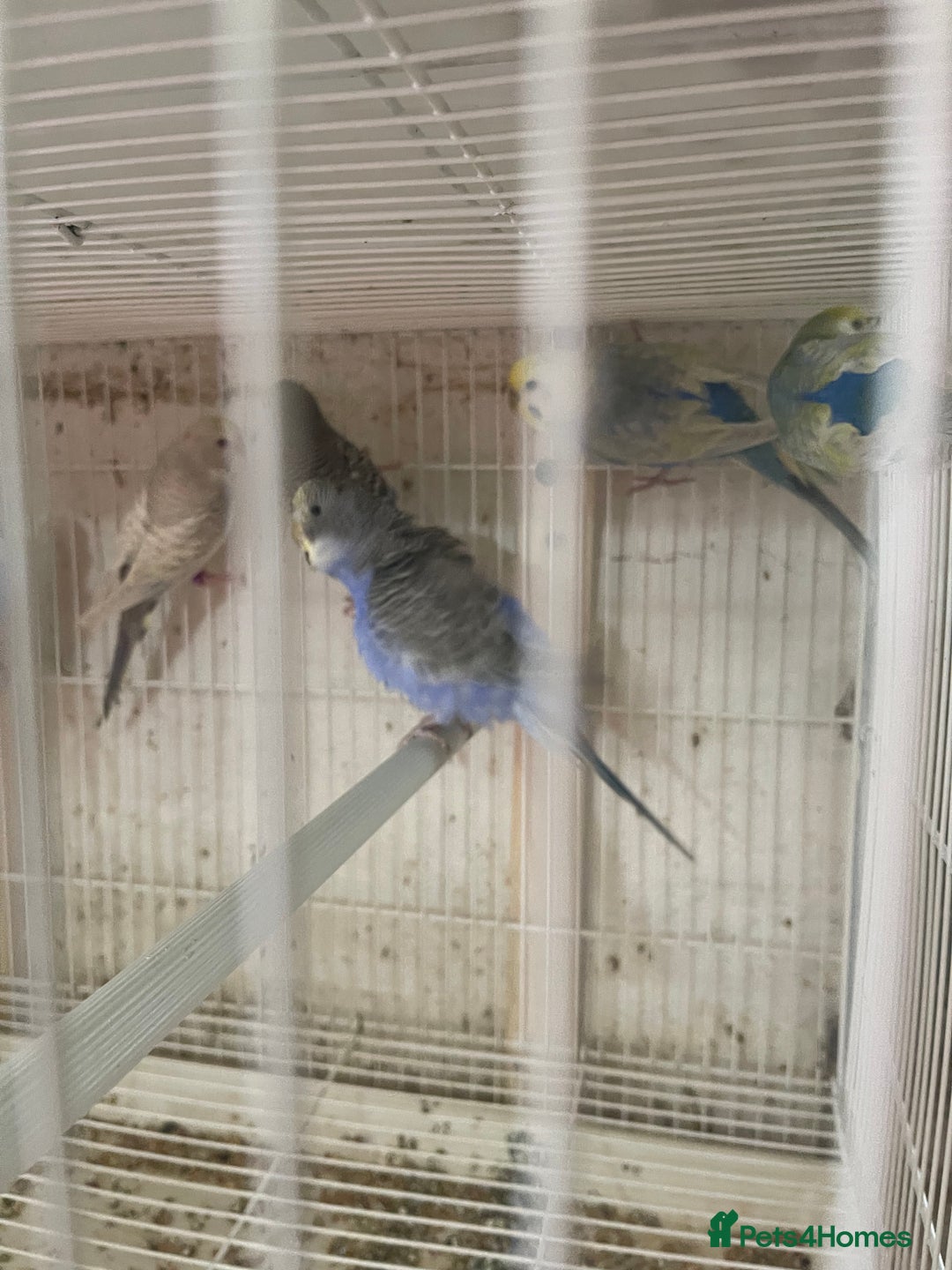 Lorikeets birds for sale: Budgies  - Advert 2