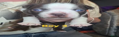 Boston Terrier Puppy 3 Male