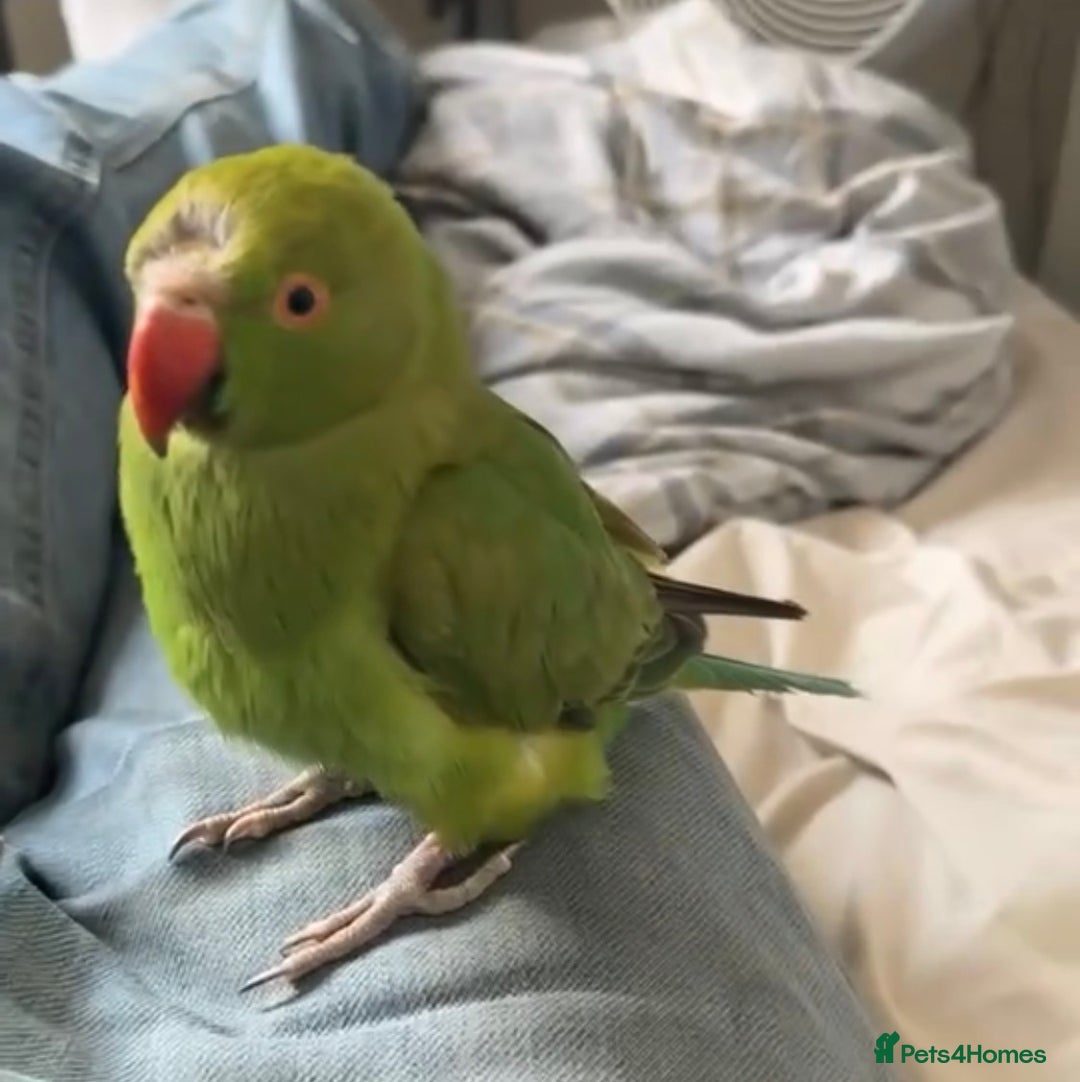 Ringnecks birds for sale: Beautiful Indian Ringneck - Image 2