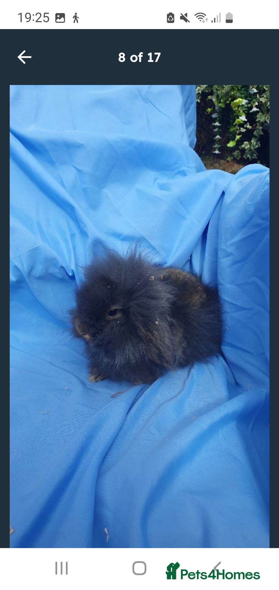 Lionhead rabbits Mini lop lionhead  - Advert 1