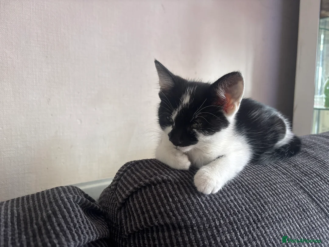 Persian cats for sale: Persian tabby kittens in Birmingham - Advert 2