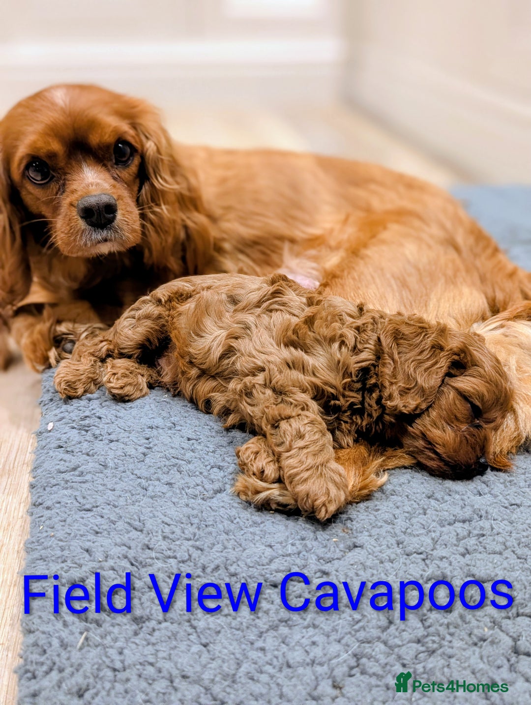 Cavapoo dogs for sale: F1 Extensively health tested Cavapoo puppies  - Advert 5