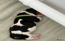 Basset Hound dogs for sale: Beautiful Basset Hound Puppies  - Image 4