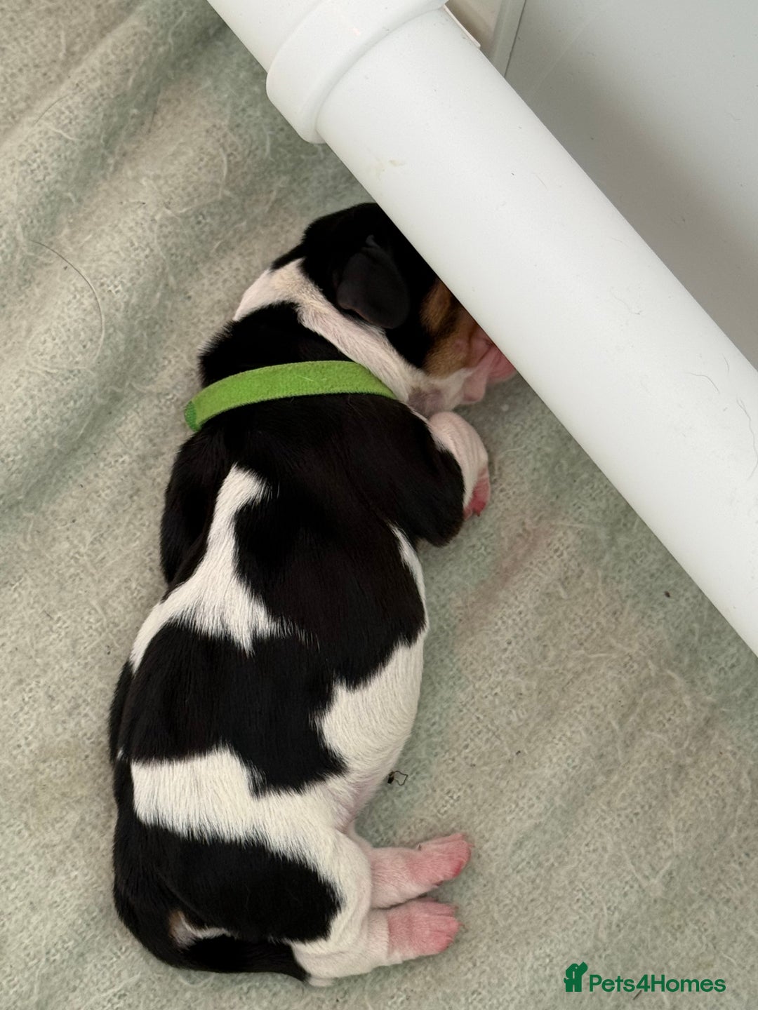Basset Hound dogs for sale: Beautiful Basset Hound Puppies  - Image 4