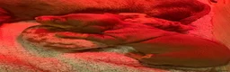 Miniature Dachshund dogs for sale: Beautiful litter of 3 miniature dachshund  - Advert 4