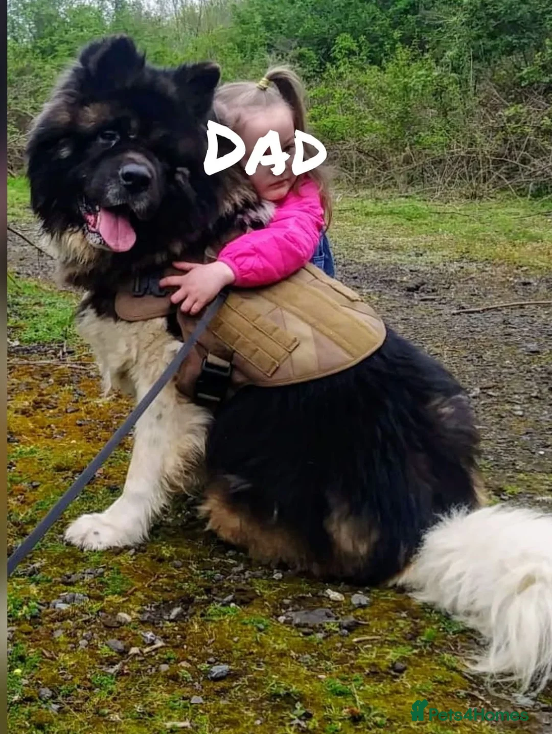 Akita dogs for sale: Akita pups - Advert 17