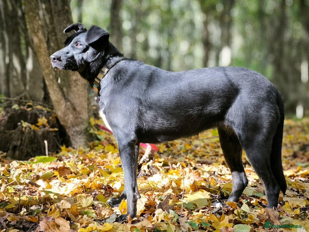 Mixed Breed dogs for adoption: 💖🐶 BLACKY 🐶💖 - Advert 31