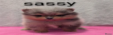 Sassy